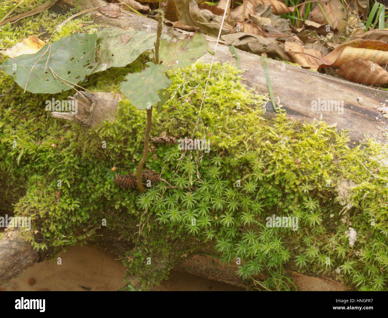Cirriphyllum Moos und gemeinsamen Haare Kappe Moos auf einem trockenen schwere Holz über den Bach Stockfoto