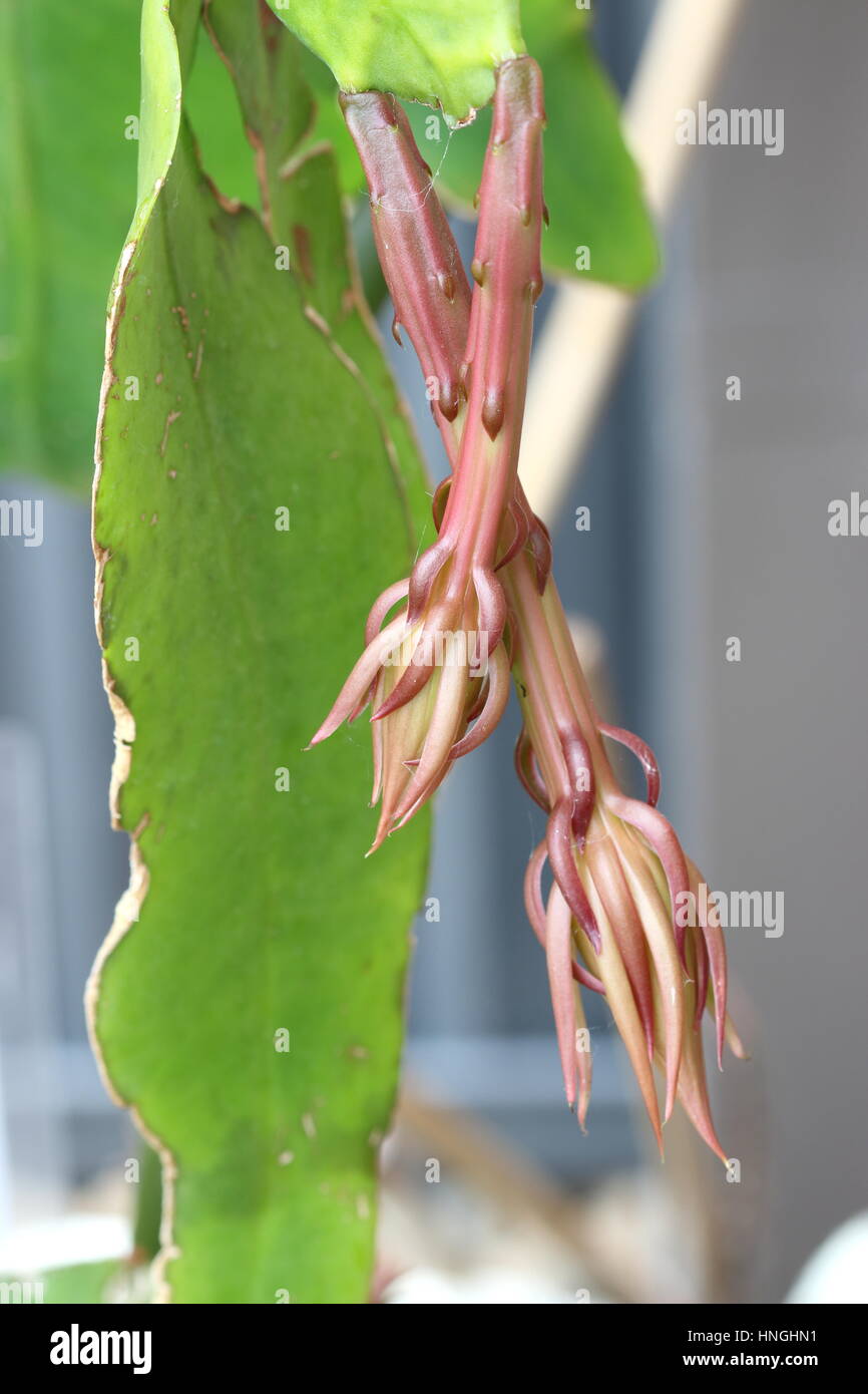öffnende blütenknospen Fotos und Bildmaterial in hoher Auflösung Alamy