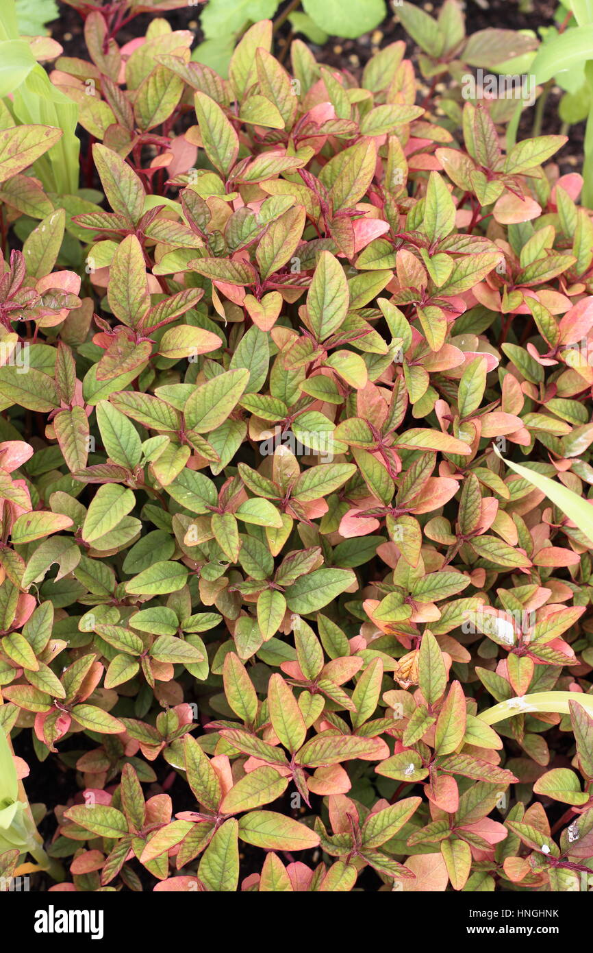 Wachsende Amaranthus Tricolor oder bekannt als Red Amaranth Stockfoto