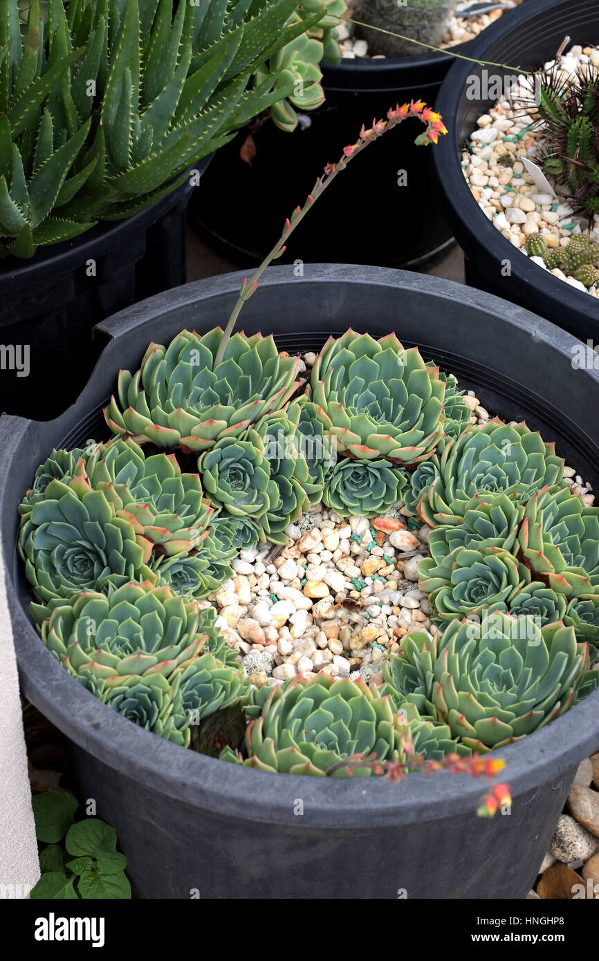 Schließen Sie herauf Bild von Echeveria Glauca oder als Aeonium bekannt oder bekannt als saftig grüne Rose Stockfoto