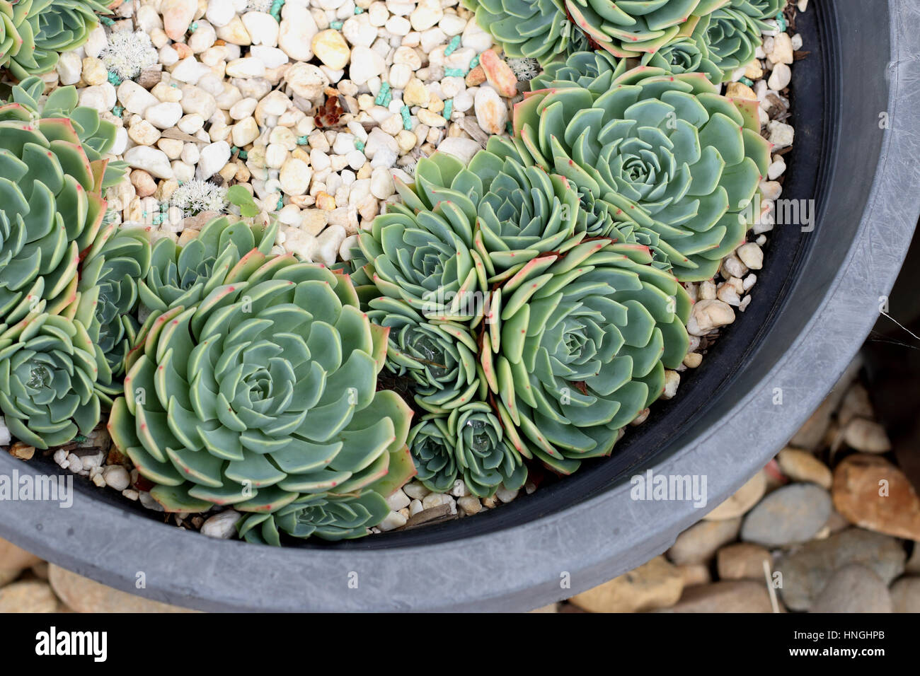 Schließen Sie herauf Bild von Echeveria Glauca oder als Aeonium bekannt oder bekannt als saftig grüne Rose Stockfoto