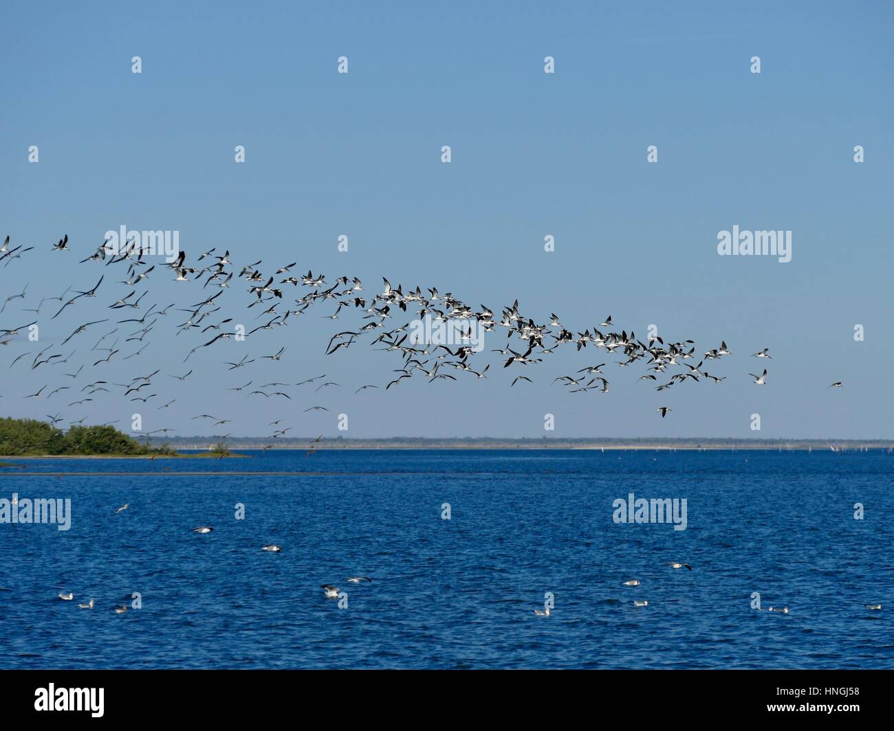 Vogelschwarm Meer reiten die Luftströmungen, Cedar Key, Florida, USA Stockfoto
