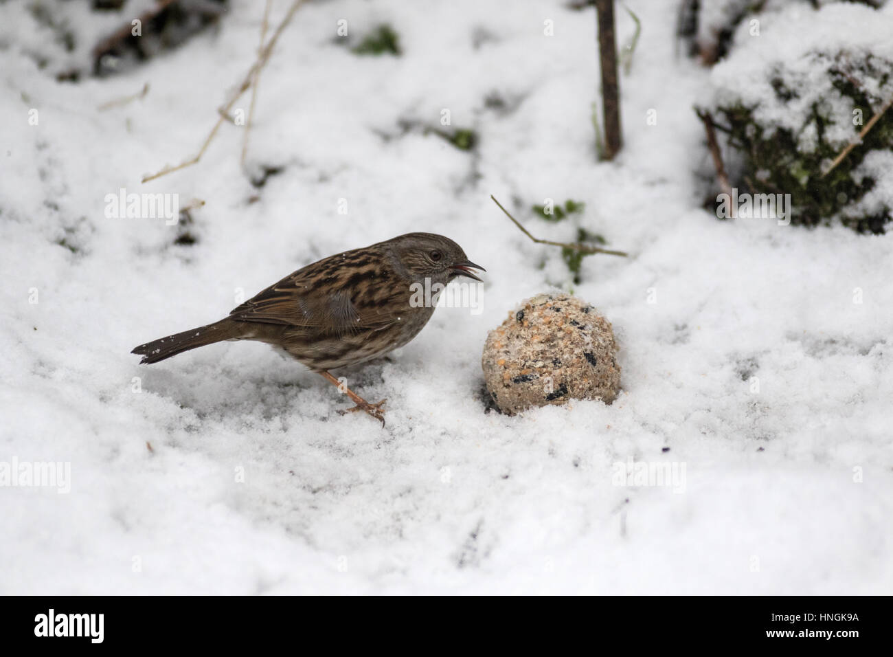 Eine Heckenbraunelle feeds in einem Yorkshire-Garten während einer winterlichen Zauber Stockfoto