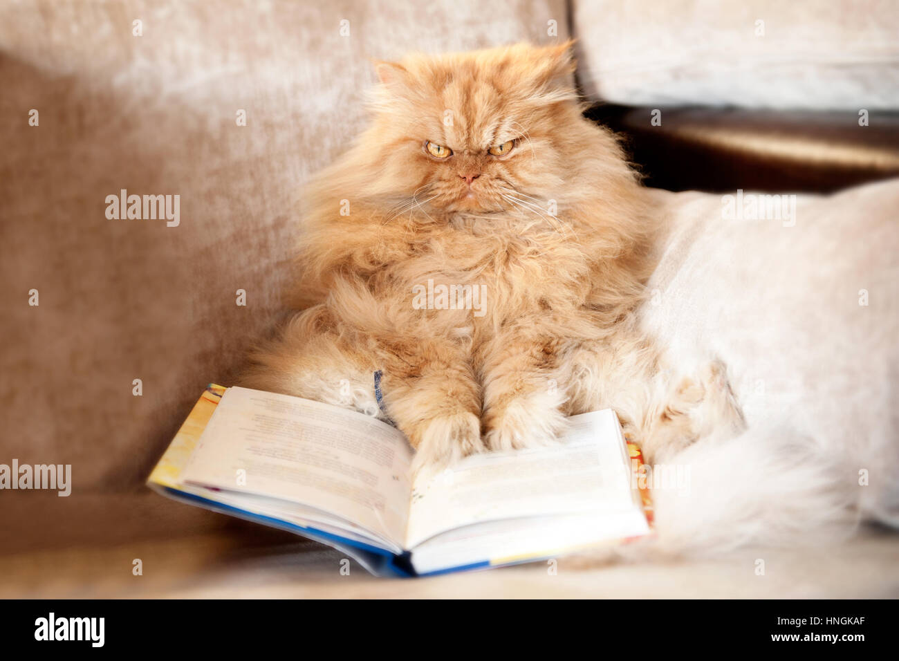 Perserkatze mit Buch auf couch Stockfoto