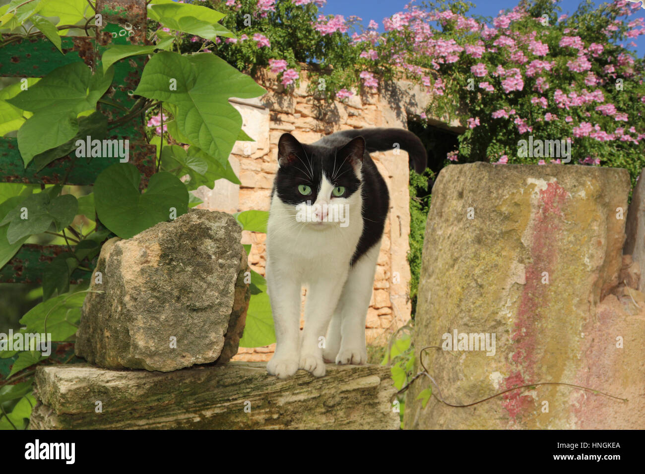 Hauskatze, Smoking, schwarz und weiß, stehend auf einer Wand vor Blumen Stockfoto