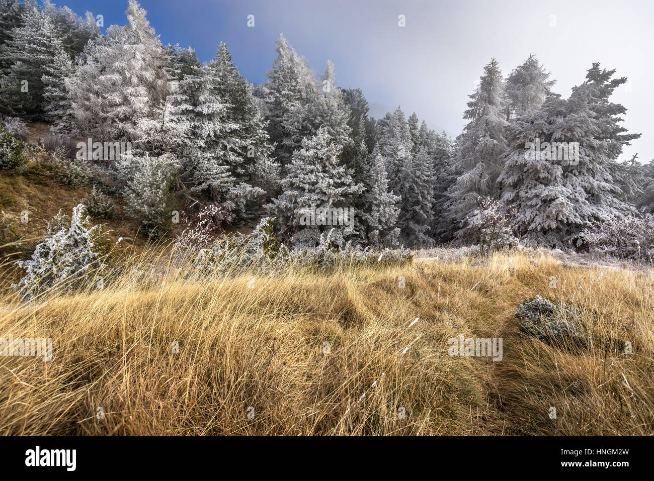 Sapet Wald im Winter mit Frost bedeckt Bäume.  Moissiere Pass, Hautes Alpes, Nationalpark Ecrins, Alpen, Frankreich Stockfoto