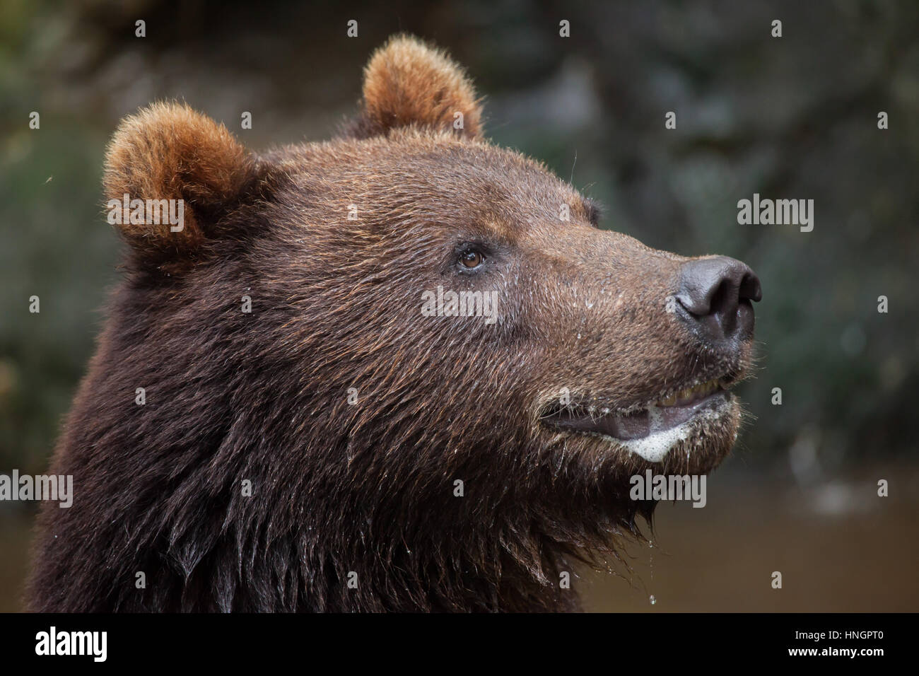 Kamtschatka Braunbär (Ursus Arctos Beringianus), auch bekannt als der fernöstlichen Braunbär. Stockfoto