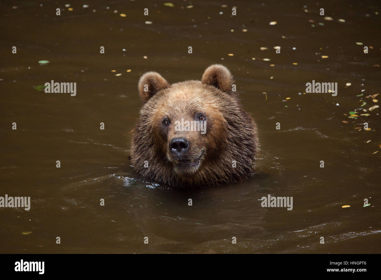 Kamtschatka Braunbär (Ursus Arctos Beringianus), auch bekannt als der fernöstlichen Braunbär Schwimmen im La Fleche Zoo im Loire-Tal, Frankreich. Stockfoto