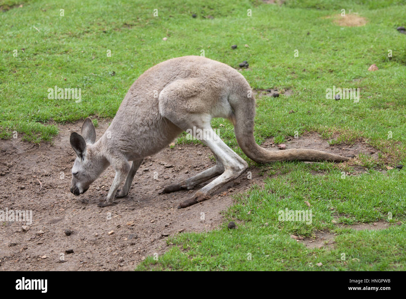 Roter Känguruh (Macropus Rufus). Stockfoto