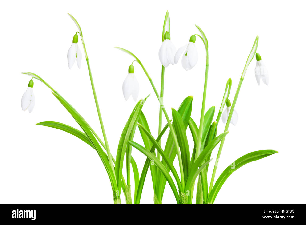 Frühling Schneeglöckchen Blume isoliert auf weißem Hintergrund Stockfoto