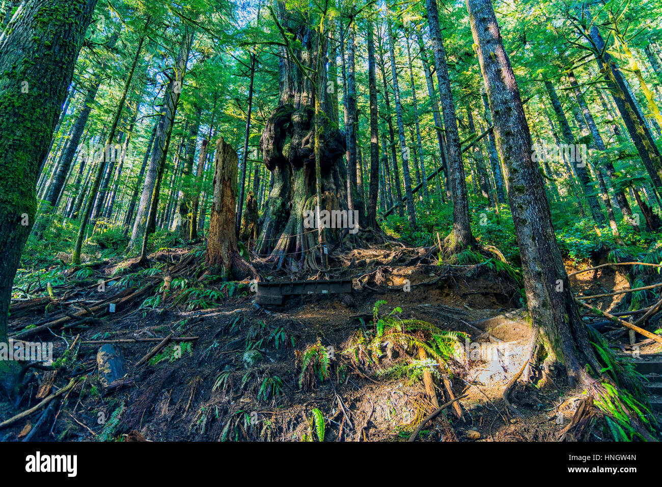 Natürliche Schönheit in Vancouver Island Serie - Kanadas schwierigsten Baum in Avatar Hain 6, Port Renfrew, Kanada. Stockfoto