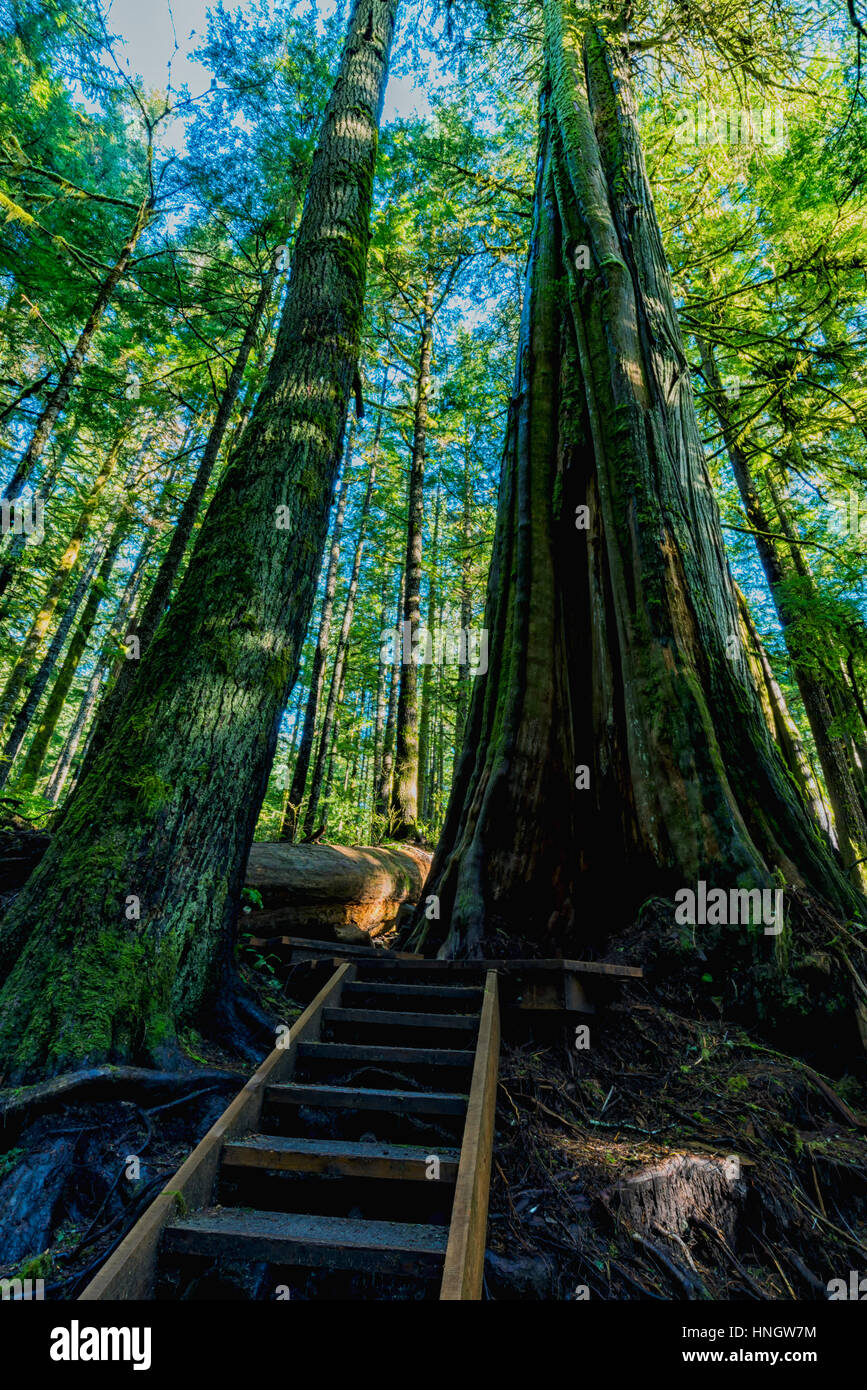 Natürliche Schönheit in Vancouver Island Serie - Urwald Wunderland in Avatar Hain 6, Port Renfrew, Kanada. Stockfoto