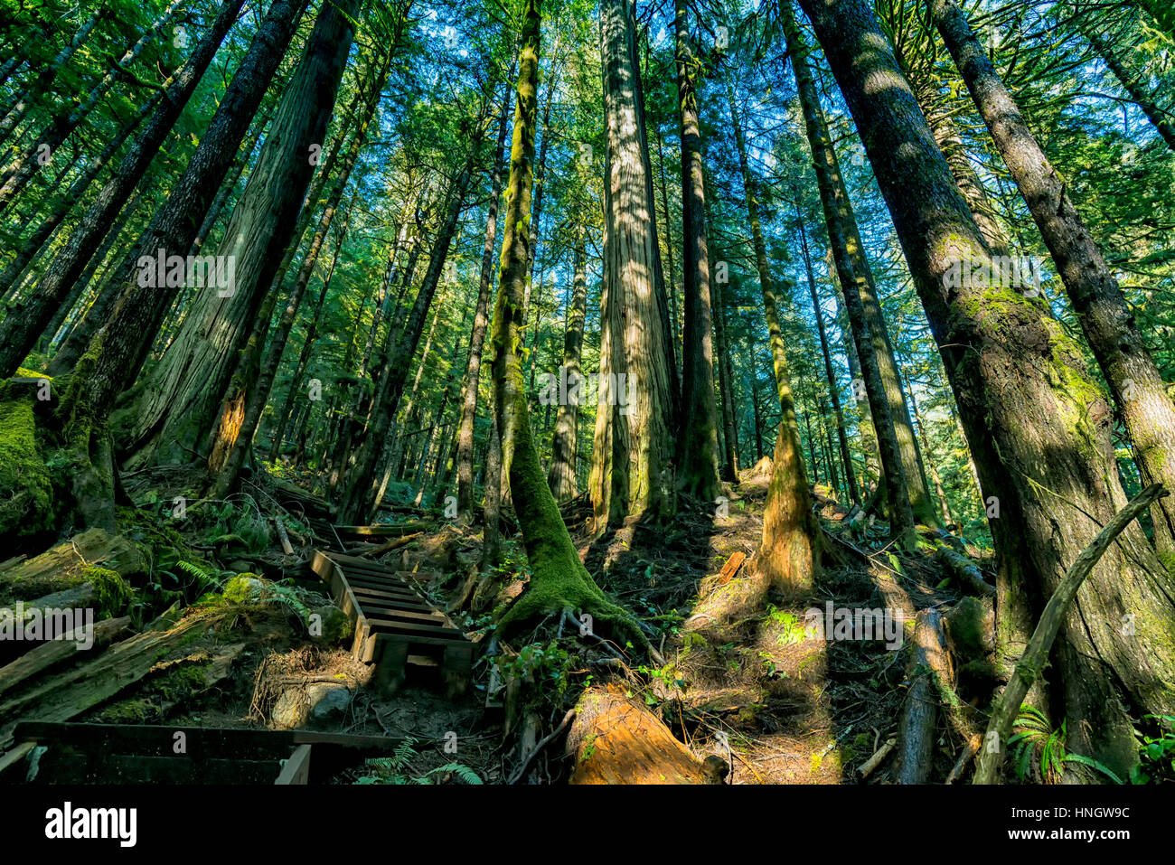 Natürliche Schönheit in Vancouver Island Serie - Urwald Wunderland in Avatar Hain 2, Port Renfrew, Kanada. Stockfoto