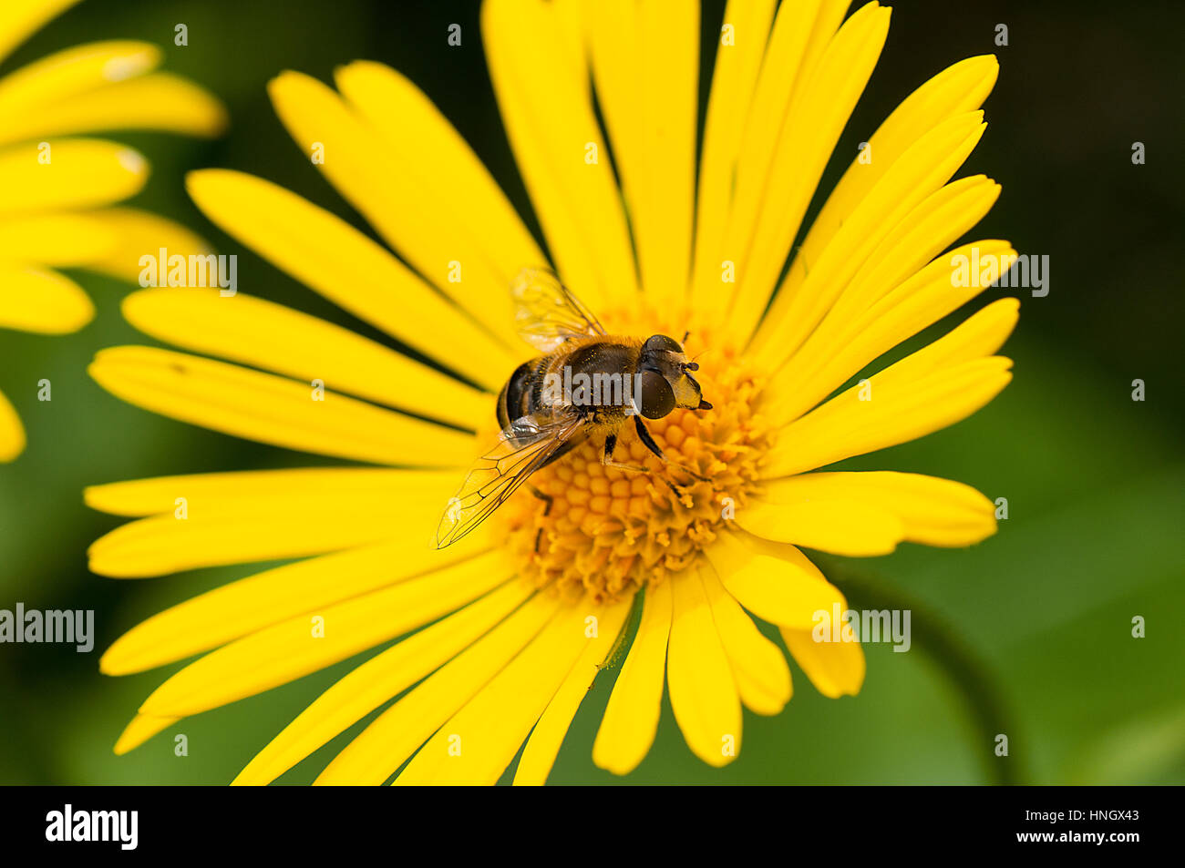 Gelbe Tussilago Farfara - Huflattich mit Bug auf Sie Stockfoto