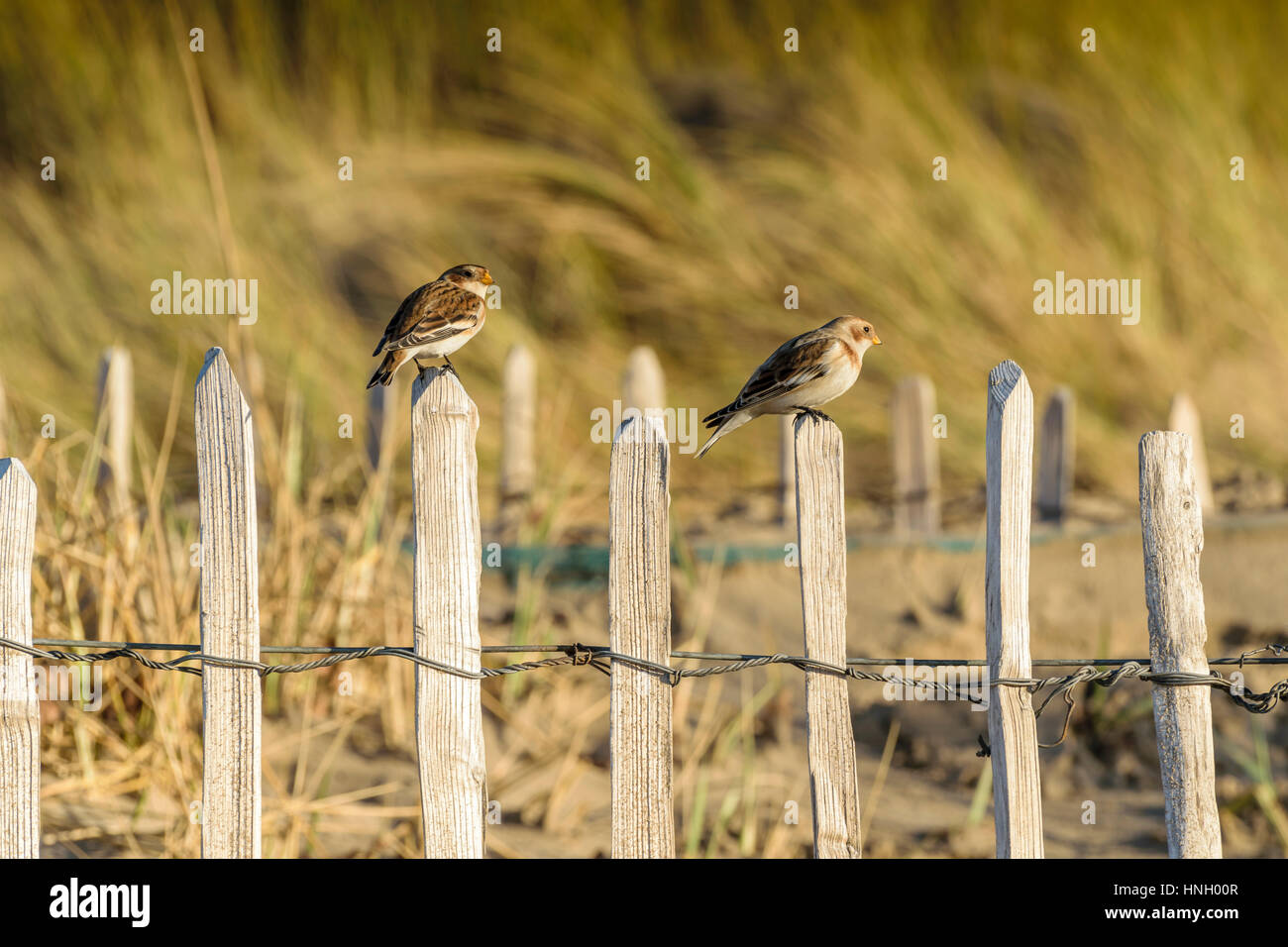 Snow Bunting im Winter Gefieder Foto aufgenommen am Westufer des Sees Llandudno Nord-Wales Stockfoto