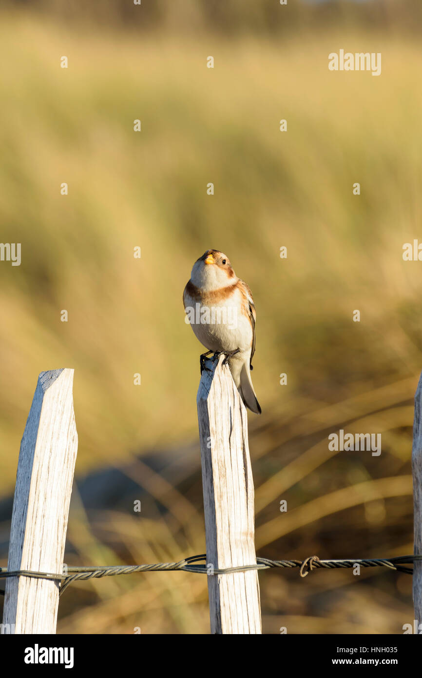 Snow Bunting im Winter Gefieder Foto aufgenommen am Westufer des Sees Llandudno Nord-Wales Stockfoto