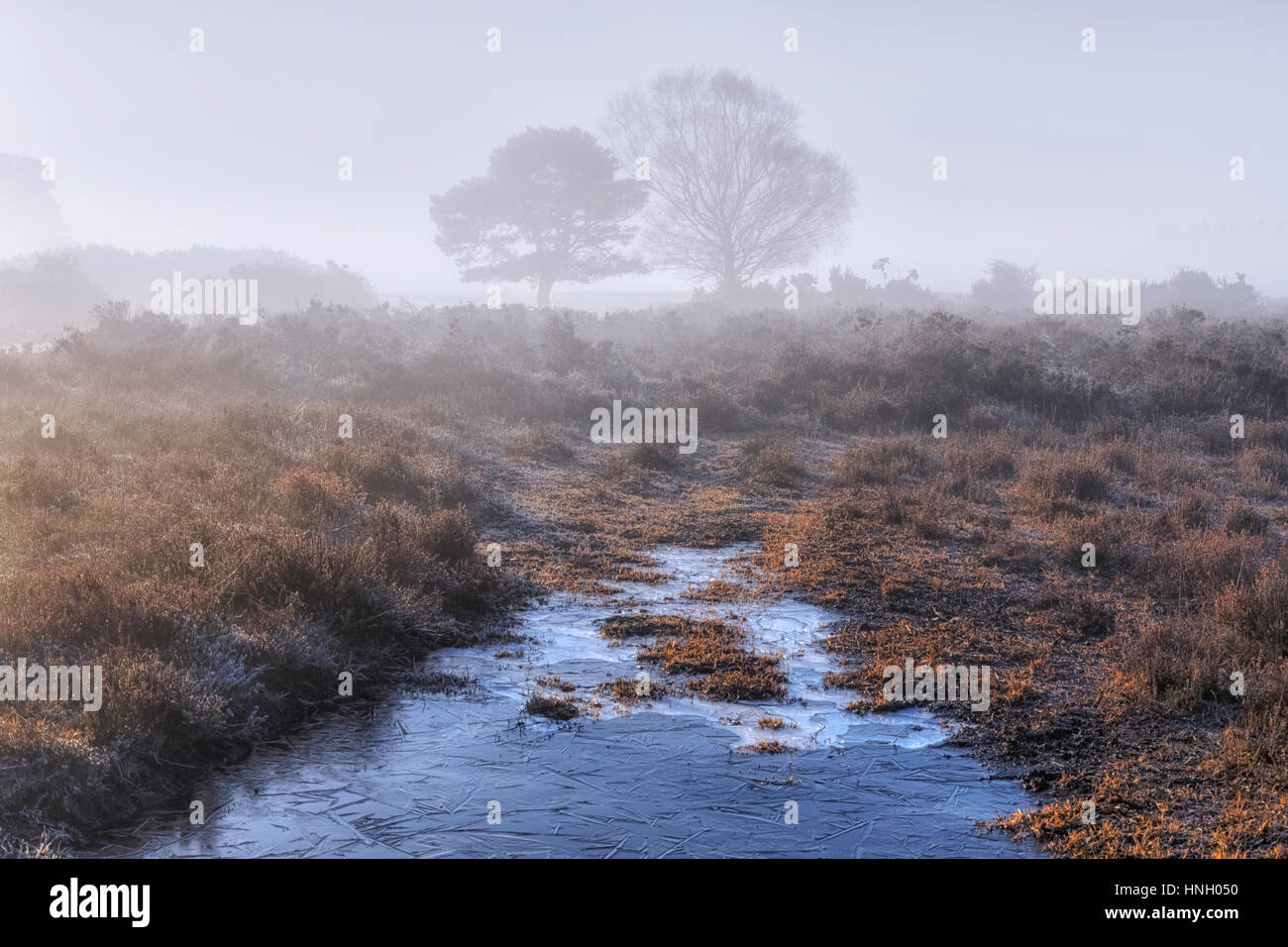 ein Baum im Nebel an einem frostigen Morgen im Wilverley, New Forest, Hampshire, England, UK Stockfoto