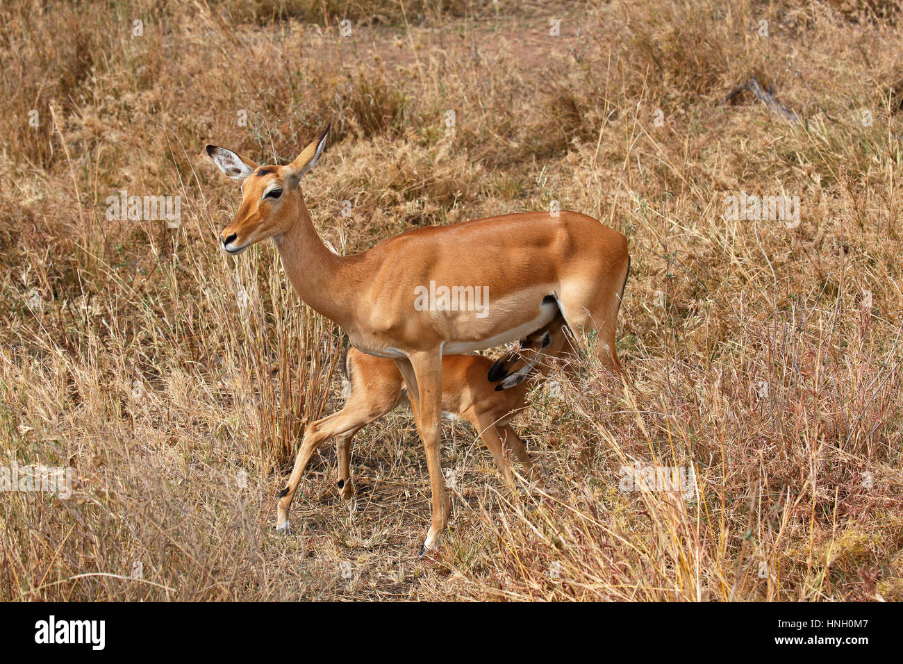 Impalas (Aepyceros Melampus), Mutter Spanferkel Juvenile, Serengeti Nationalpark, Tansania Stockfoto