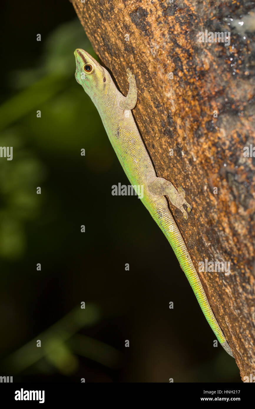 Abbott Taggecko (Phelsuma Abbotti), Nosy Komba, Nordwestküste, Madagaskar Stockfoto