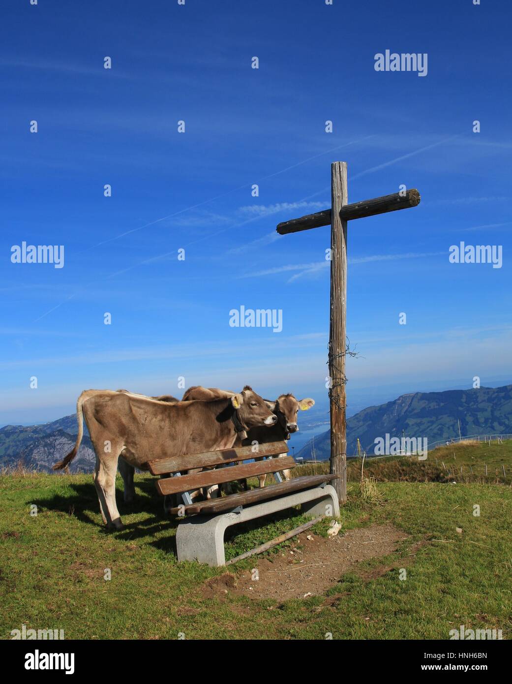 Sommerszene in Stoos, Schweizer Alpen. Kälber, Bank und Gipfel überqueren auf Mount Fronalpstock. Stockfoto