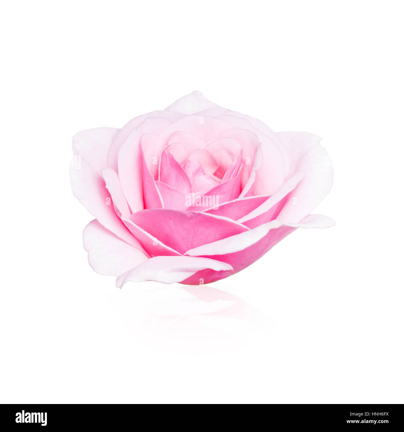 Weiche Rose Isolated on White Stockfoto