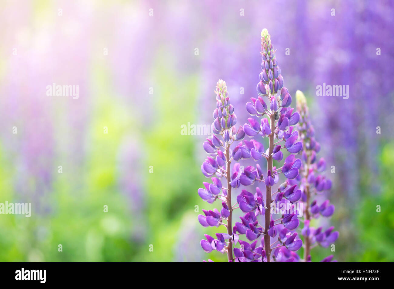 Blühenden Lupinen Blumen. Ein Feld von Lupinen. Sonnenlicht scheint auf Pflanzen. Violet Frühjahr und Sommer blüht. Sanften warmen weichen Farben, der Hintergrund jedoch unscharf. Stockfoto