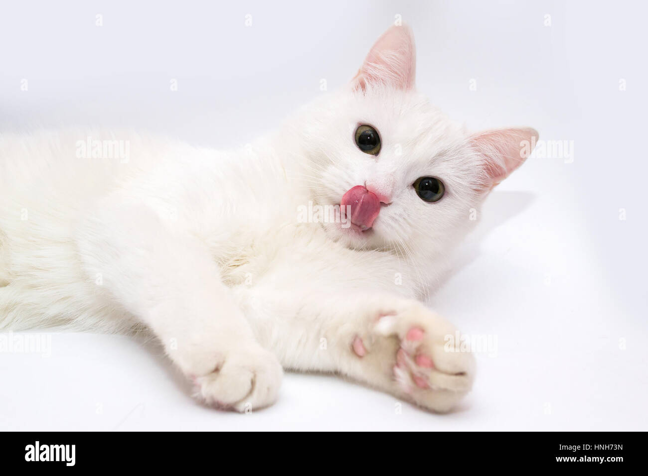 Weiße Katze. Katze streckte seine Zunge. Katzenauge Zunge. Katze auf einem weißen Hintergrund Stockfoto