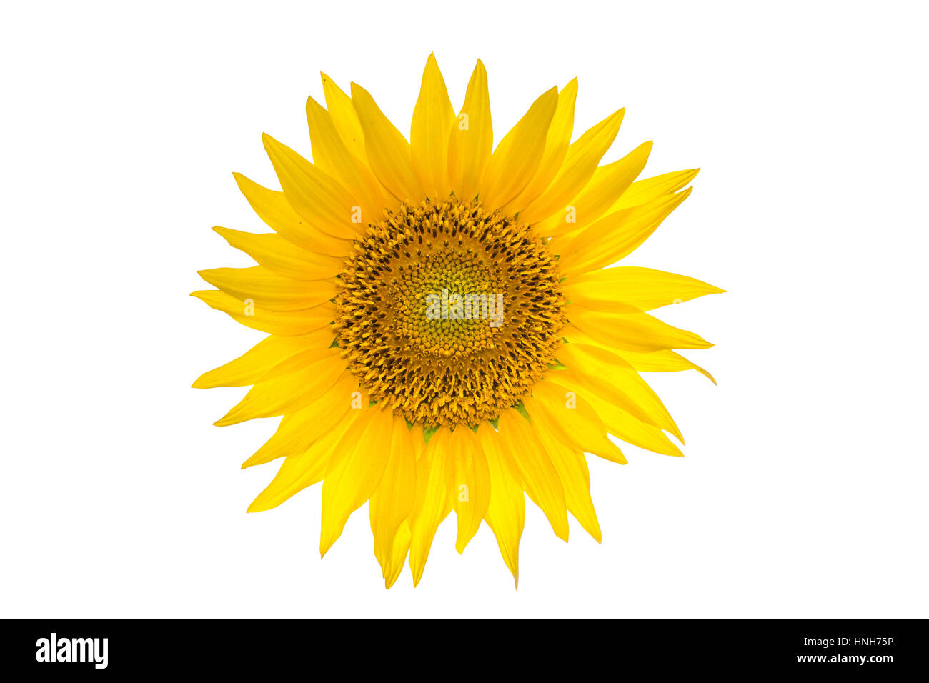 Große Sonnenblume auf dem weißen Hintergrund isoliert Stockfoto