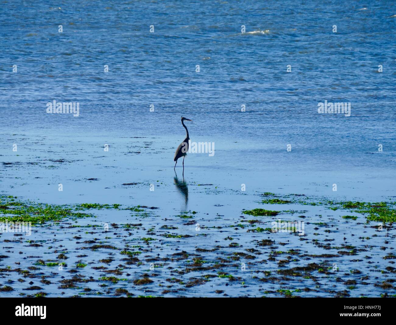 Great Blue Heron Angeln für Lebensmittel, Cedar Key, Florida, USA Stockfoto