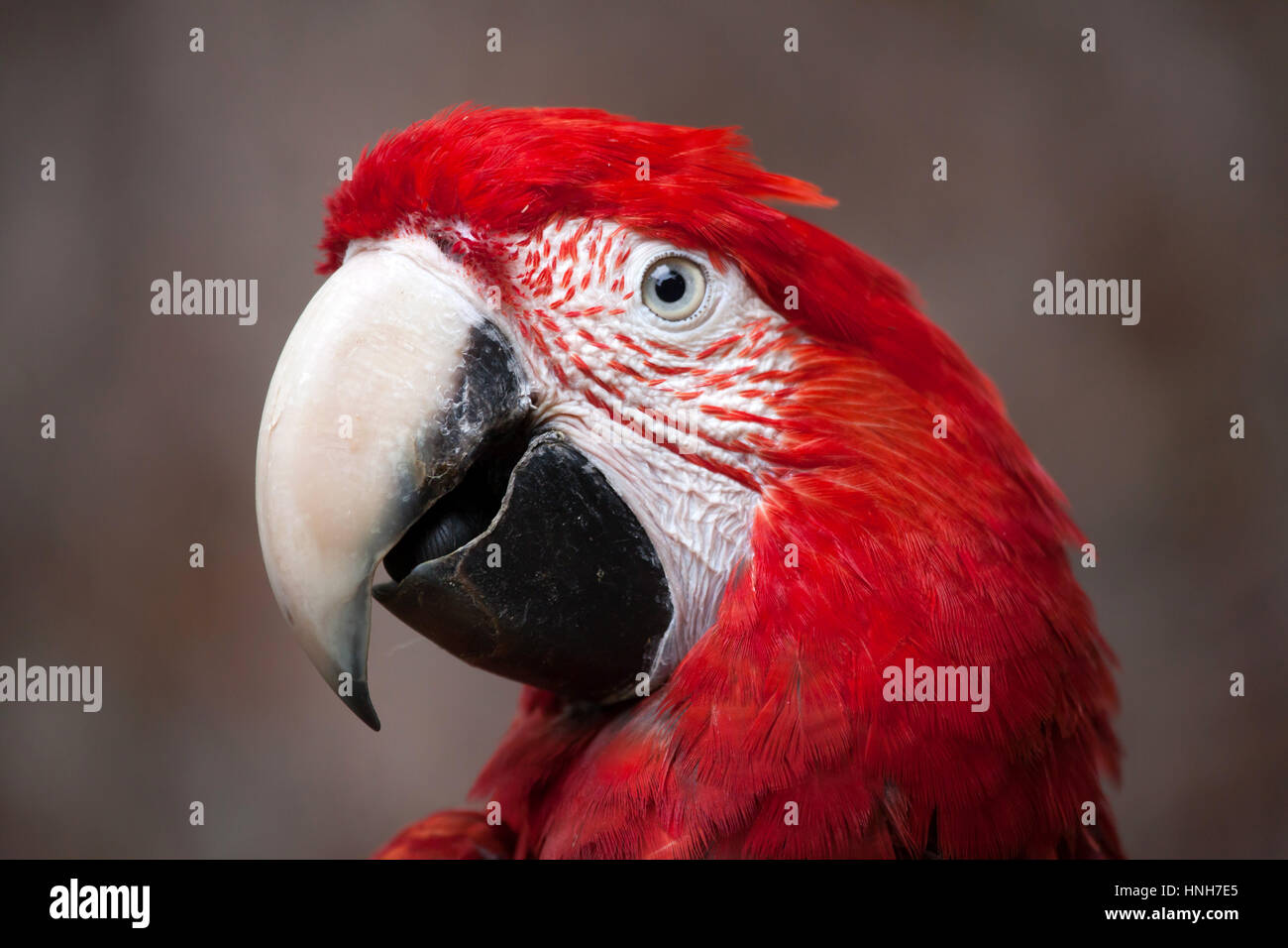 Grün-winged Aras (Ara Chloropterus), auch bekannt als die rot-grüne Ara. Stockfoto