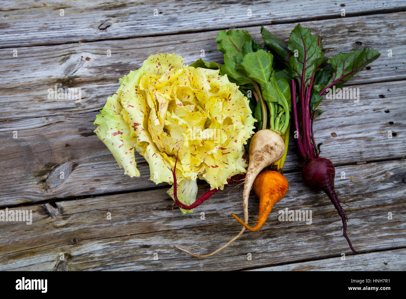 Pflanzlichen Gruppe von roten, gelben und orangefarbenen Rüben mit Castelfranco Radicchio-Salat, die gelbe Blätter, die rote Flecken haben. Stockfoto