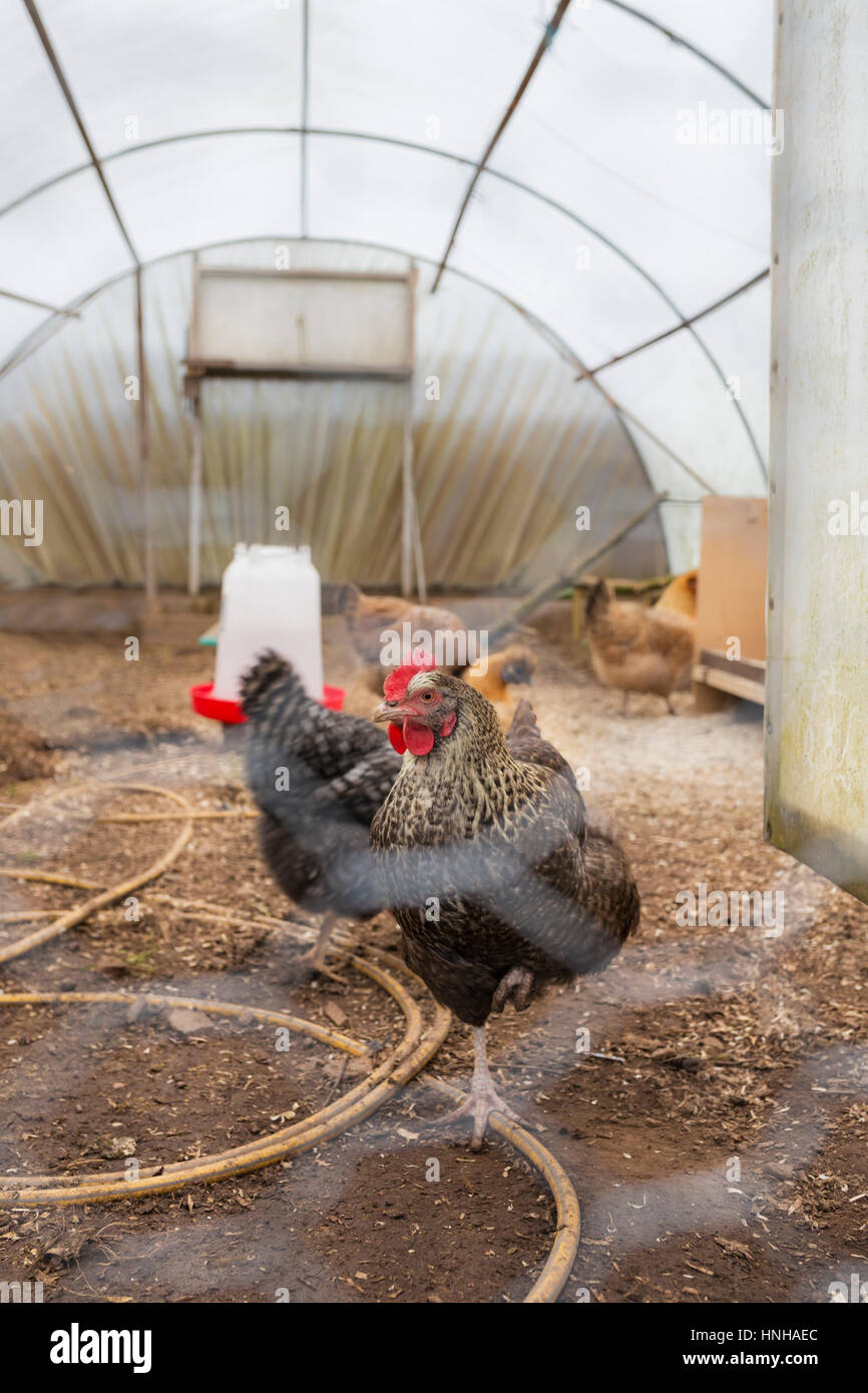 Normalerweise freilaufenden Hühnern statt isoliert in einem Folientunnel als Schutz während eines Ausbruchs der Vogelgrippe H5N8 im Vereinigten Königreich während 2016 und 2017. Stockfoto