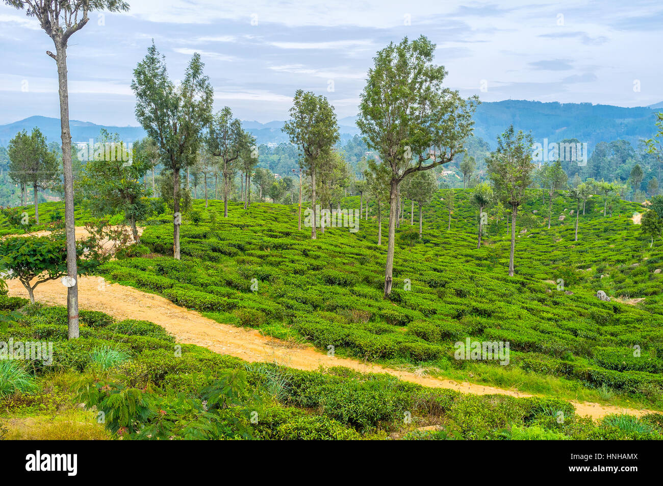 Bergregion von Sri Lanka ist dicht bepflanzt mit Tee Sträuchern, Haputale Stockfoto