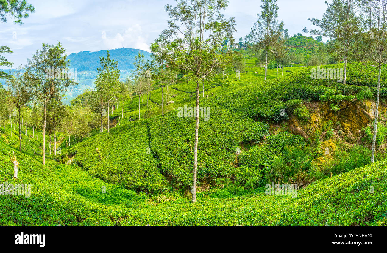 Sri Lanka verfügt über riesige Teeplantagen in den zentralen Regionen der Insel. Stockfoto