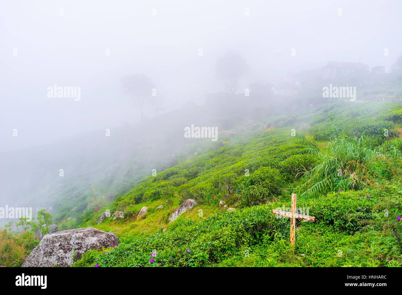 Der Nebel ist ein übliches Wetter Phenomen in Bergen von Sri Lanka in der Wintersaison, Haputale Stockfoto