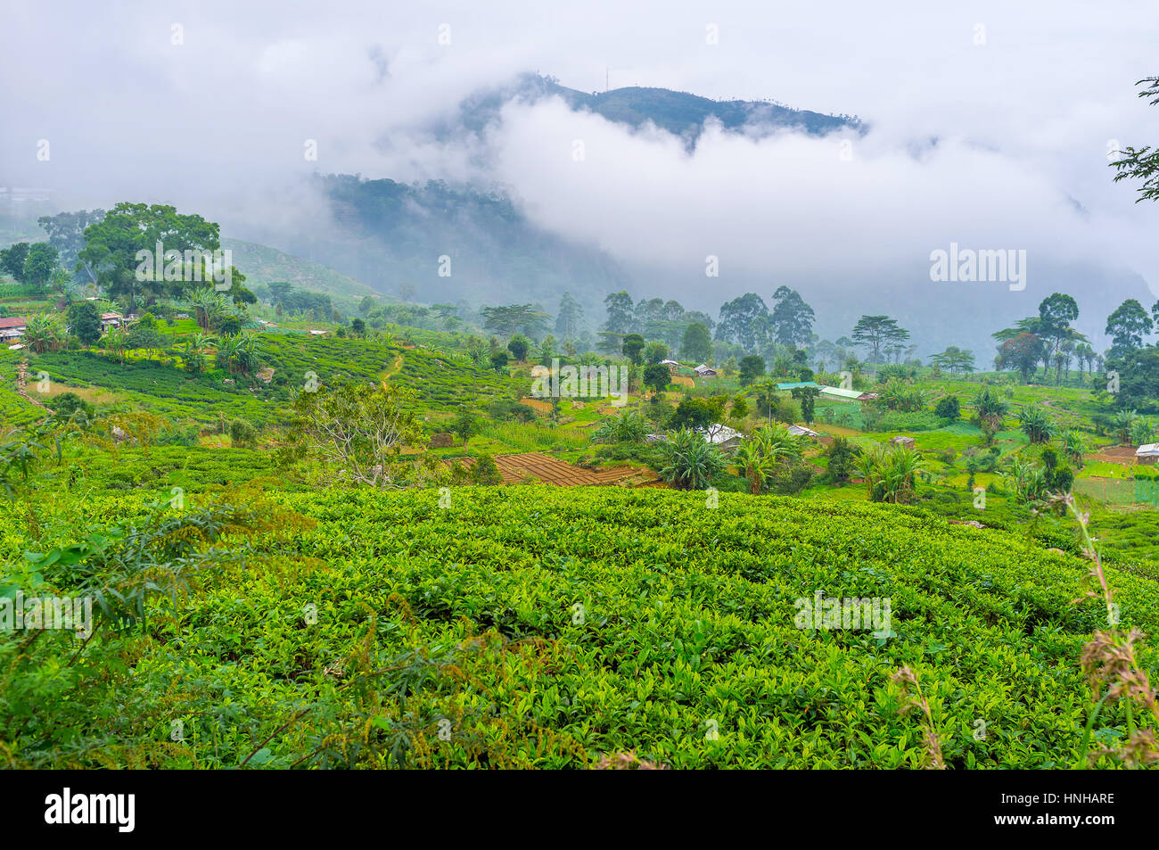 Der Blick auf Teeplantagen mit nebligen Bergen im Hintergrund, Haputale, Sri Lanka Stockfoto