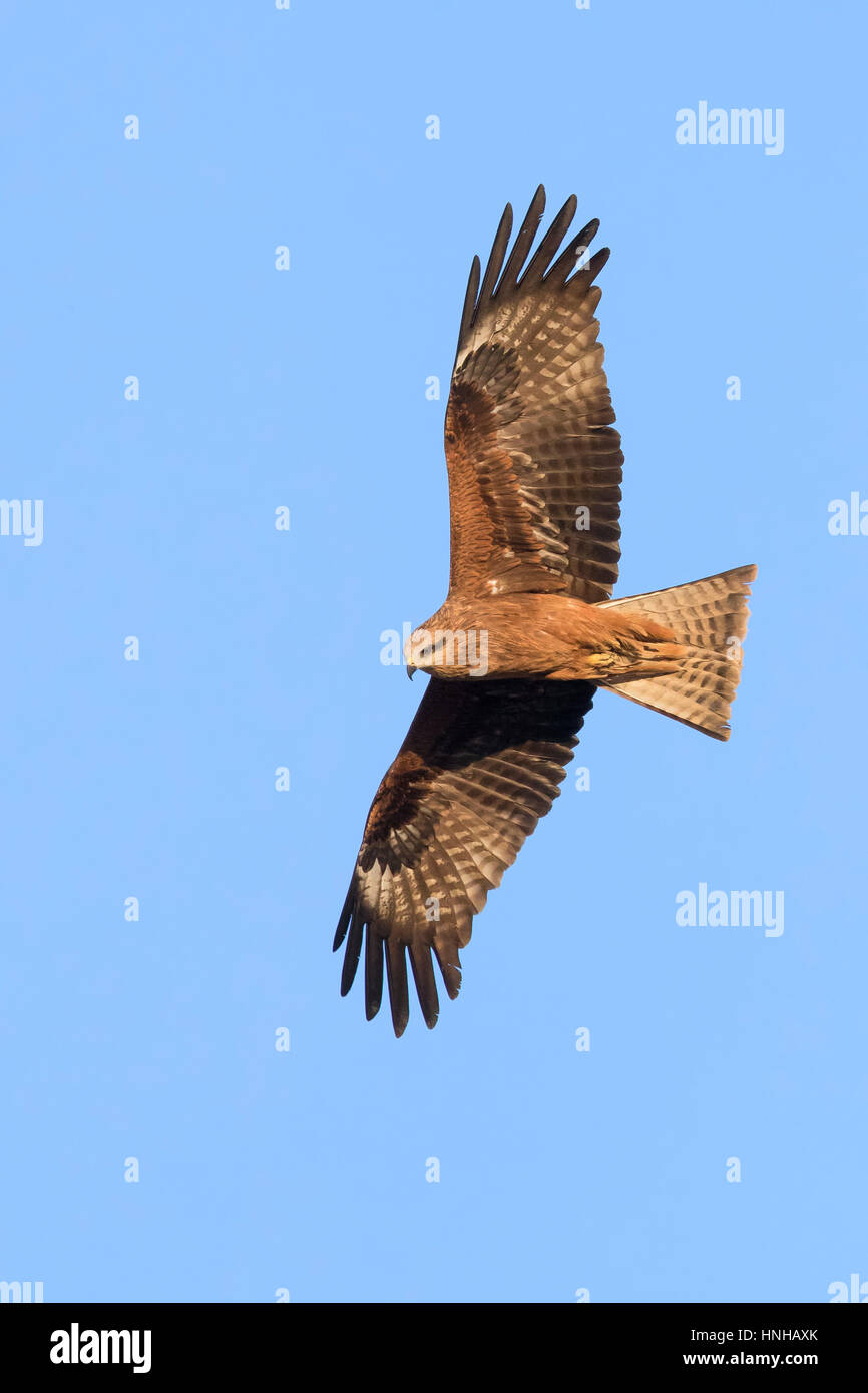 Schwarzmilan (Milvus Migrans), Erwachsene im Flug Stockfoto