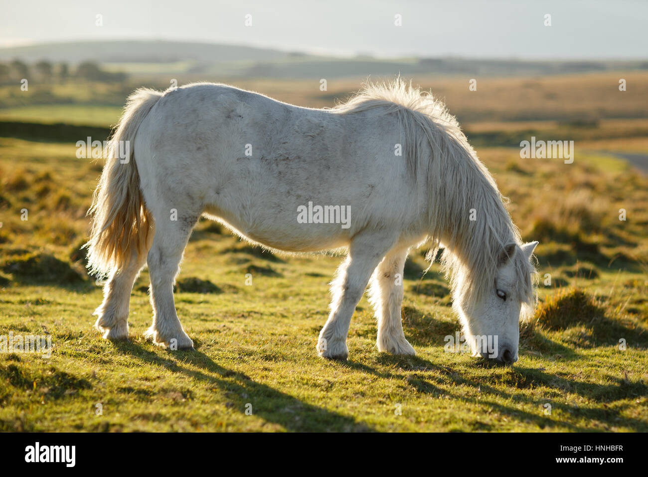 Wilder Dartmoor Stockfotos und bilder Kaufen Alamy