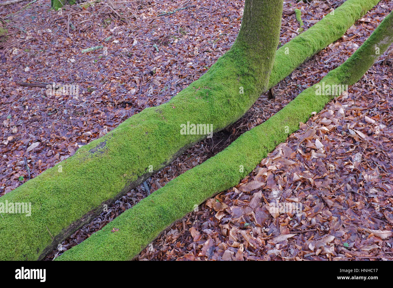 Moos wächst auf einen umgestürzten Baum. Stockfoto