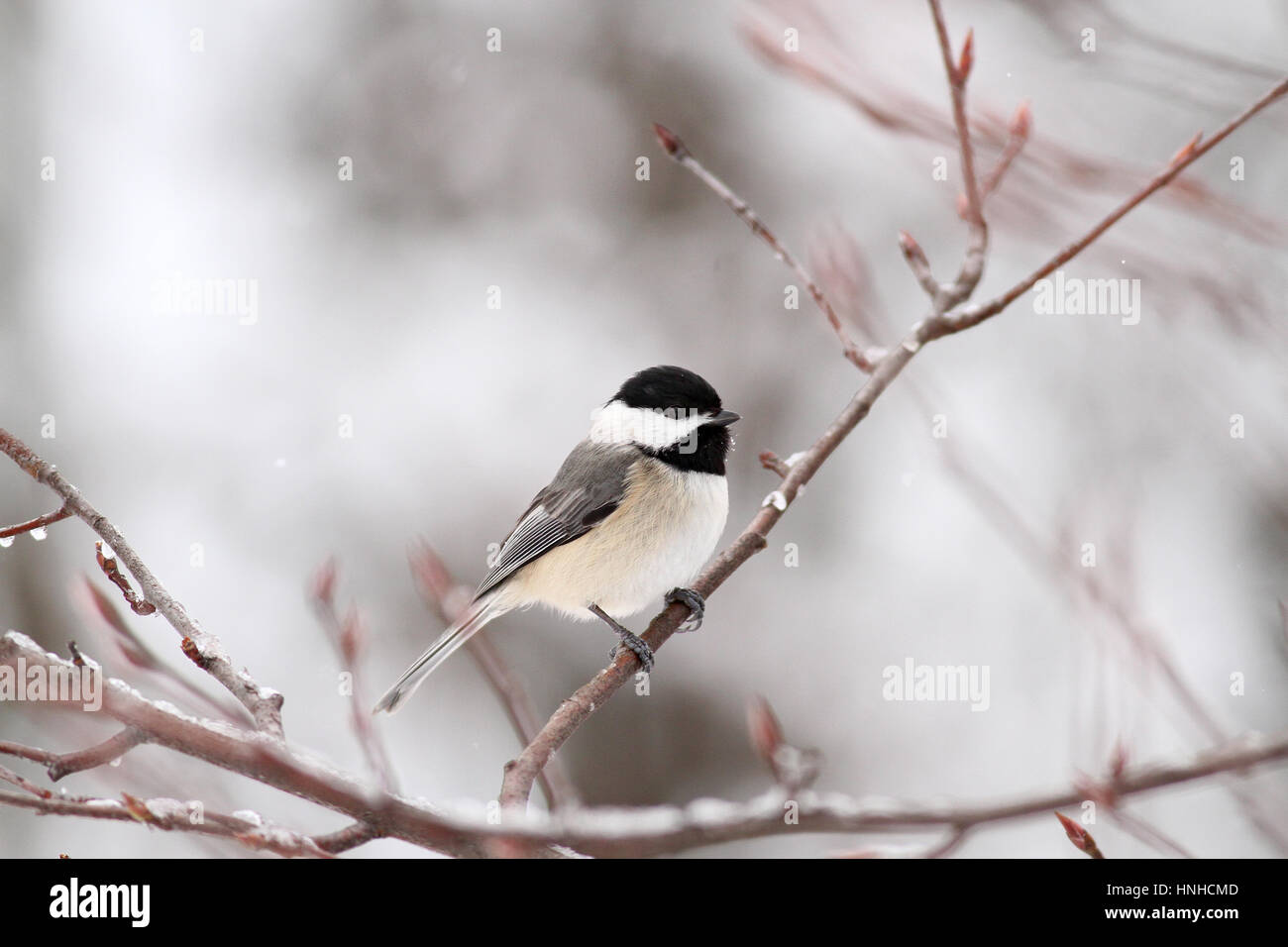 Carolina chickadee im Winter Stockfoto