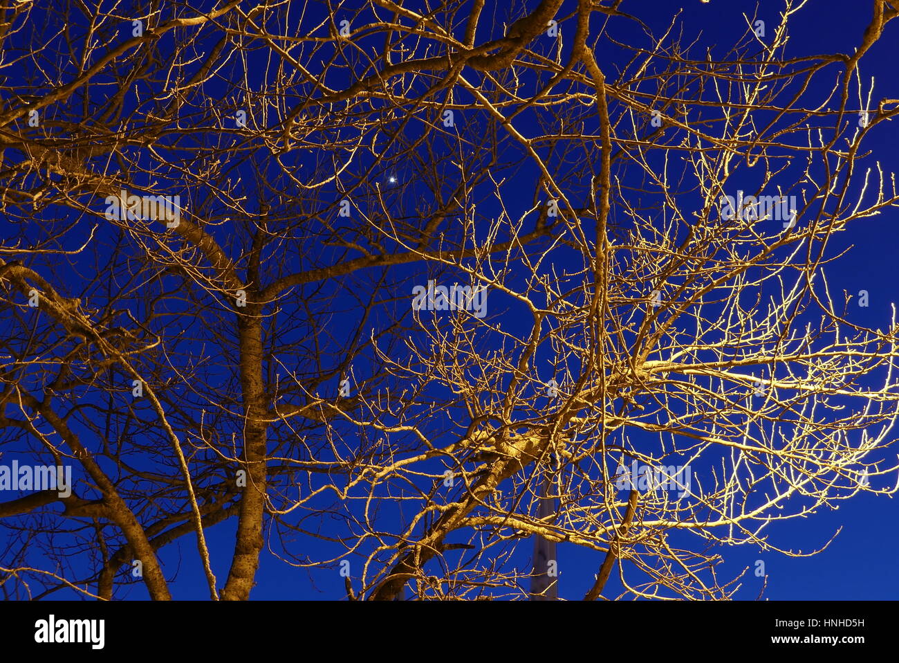 Beleuchtete Zweige der Bäume in der Nacht am blauen Himmelshintergrund Stockfoto