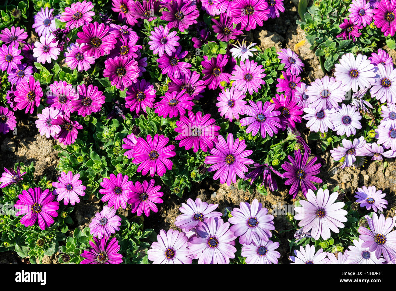 Bunte Blumen Hintergrund Stockfoto