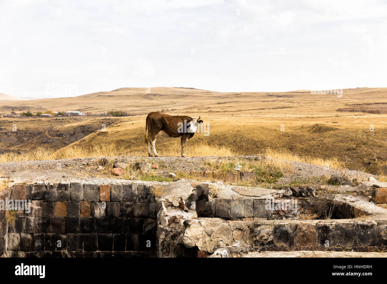 Kuh Weiden und rückblickend in Ani Ruinen in der Nähe von Kars, Türkei Stockfoto