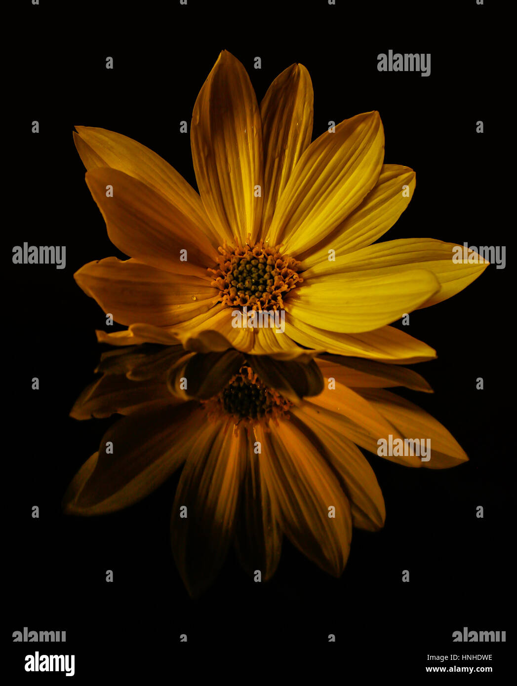 Studioaufnahme einer gelben Blume im Herbst. Stockfoto