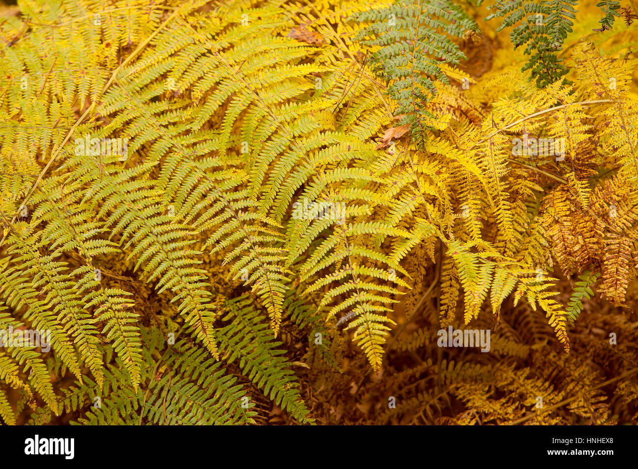 Wandern in der Forest of Dean. Der Forest of Dean liegt an der Englisch-walisischen Grenze und ist ein Gebiet von außergewöhnlicher Schönheit. Großteil der Wald wurde p Stockfoto
