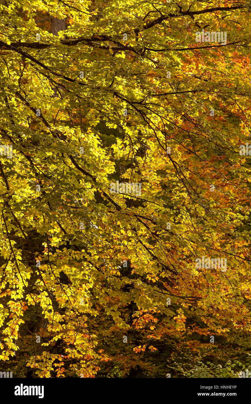 Wandern in der Forest of Dean. Der Forest of Dean liegt an der Englisch-walisischen Grenze und ist ein Gebiet von außergewöhnlicher Schönheit. Großteil der Wald wurde p Stockfoto