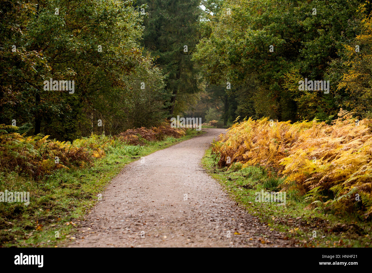 Wandern in der Forest of Dean. Der Forest of Dean liegt an der Englisch-walisischen Grenze und ist ein Gebiet von außergewöhnlicher Schönheit. Großteil der Wald wurde p Stockfoto