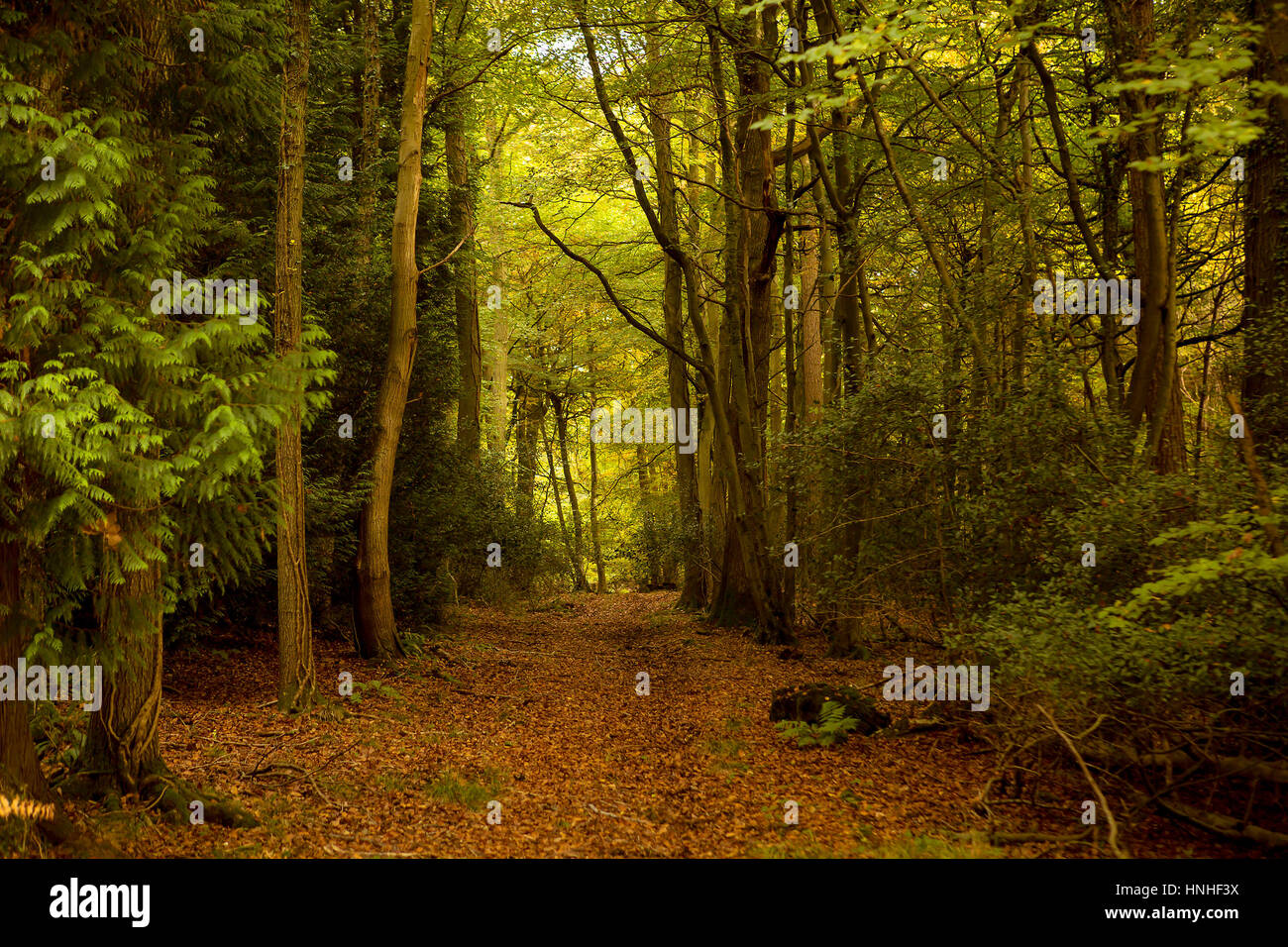 Wandern in der Forest of Dean. Der Forest of Dean liegt an der Englisch-walisischen Grenze und ist ein Gebiet von außergewöhnlicher Schönheit. Großteil der Wald wurde p Stockfoto