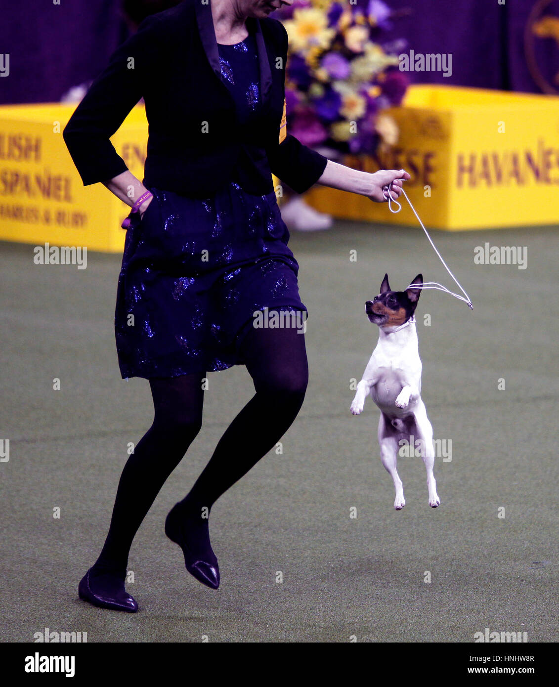 "Louie" springt ein Toy Fox Terrier aufgeregt beim konkurrieren in der Spielzeug-Division bei der 141. jährlichen Westminster Dog Show im Madison Square Garden in New York City. Stockfoto