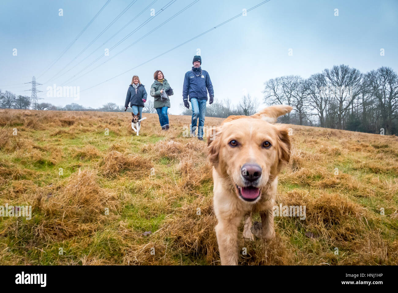 Sonntag Nachmittag Hundewiesen in Mid Sussex. Stockfoto